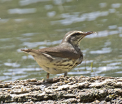 Northern Waterthrush 1301